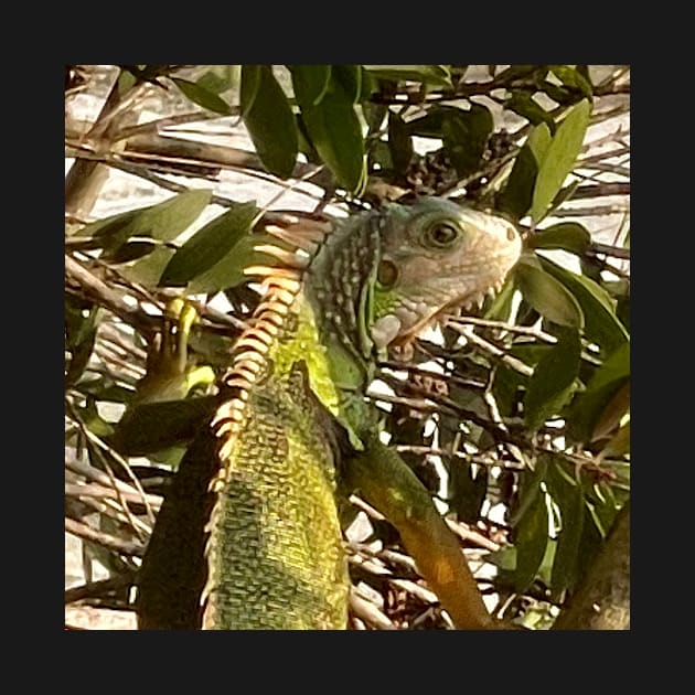 Alert Green Iguana Climbing a Tree by gldomenech