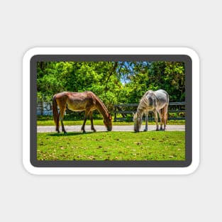 Wild Horses at Cumberland Island National Seashore Magnet