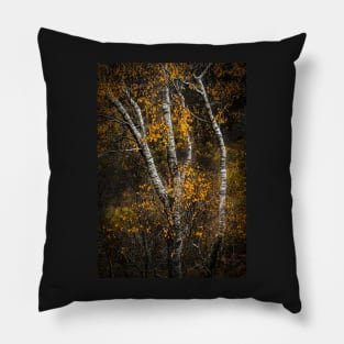 Silver Birch Trees Pillow