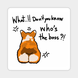 Corgi boss "What..!! Don't you know who's the boss?! Magnet