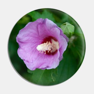 Pink hibiscus flower Pin