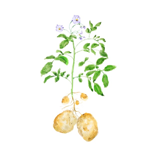 potato plant watercolor by colorandcolor