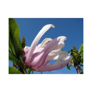 Blooming Pink Magnolia and Blue Sky T-Shirt