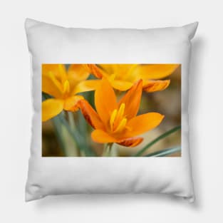 Crocus  &#39;Orange Monarch&#39; Pillow