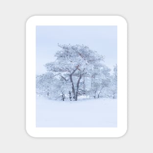 Pine tree covered in hoarfrost Magnet