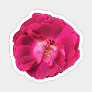 Climbing Red Rose Magnet