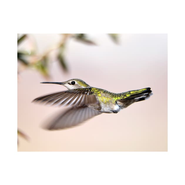 Flying Anna's Hummingbird by DeniseBruchmanPhotography