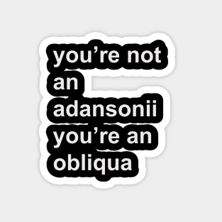 You're not an adansonii you're an obliqua Magnet