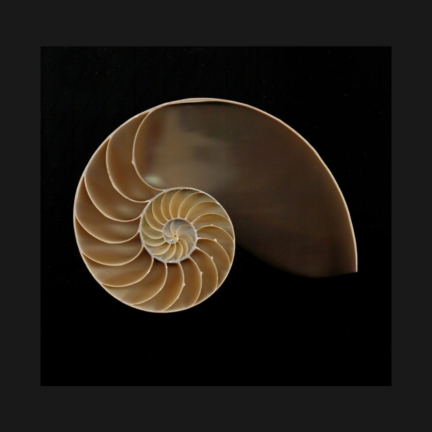 Chambered nautilus shell by joesaladino