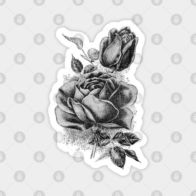 Black Rose Flower Ink Drawing Magnet by Biophilia