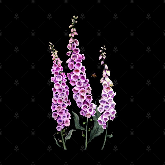 Foxglove.  Digitalis purpurea by Sitenkova