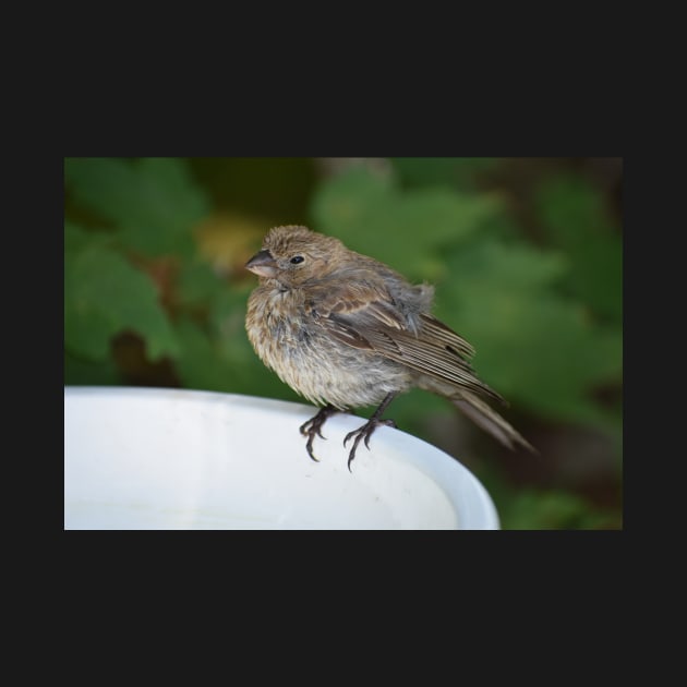 Female House Finch Perched on a Birdbath by ToniaDelozier