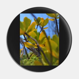 Red mangrove Pin