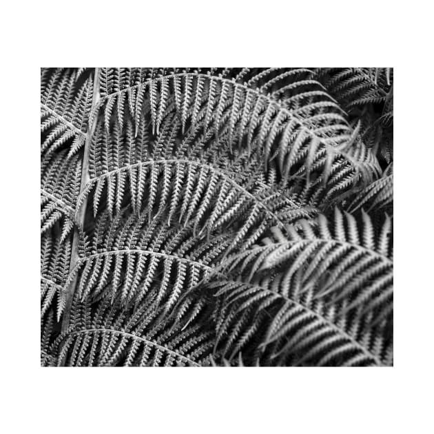 Wistful monochrome lush ferns by RoseAesthetic
