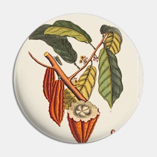 Cacao Tree Antique Botanical Illustration Pin