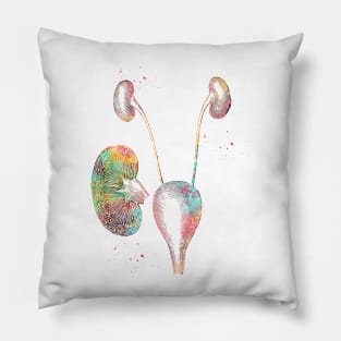 Urinary system Pillow