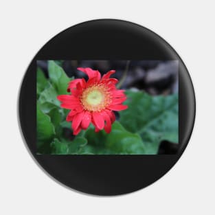 Red Gerber Daisy Pin