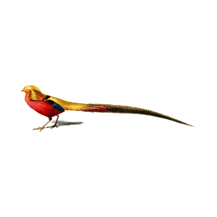 Vintage male golden pheasant bird T-Shirt