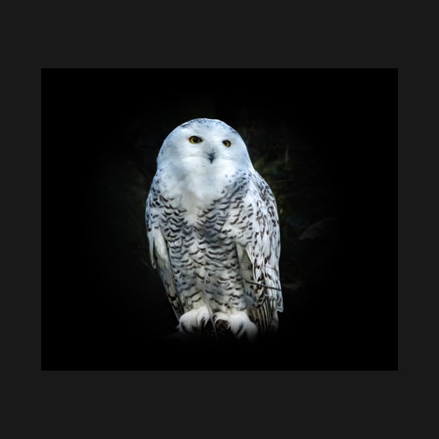 Snowy owl by Guardi