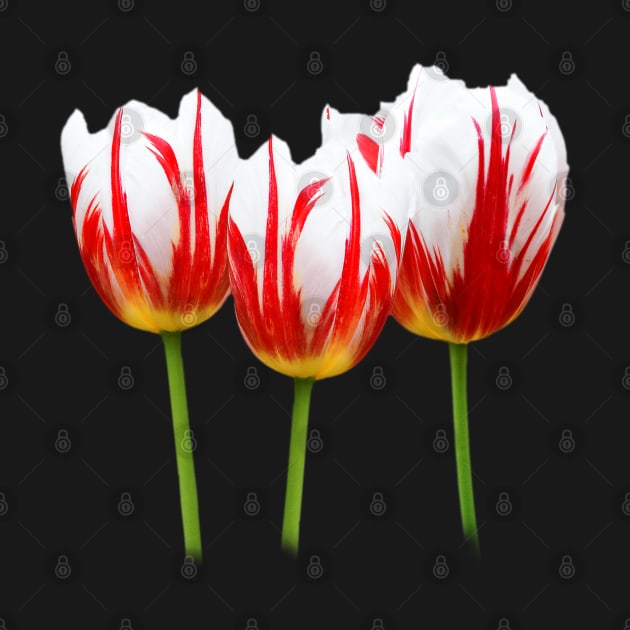 Maple Leaf Tulips on Black by walkswithnature