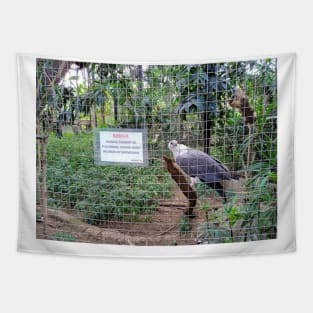 bald eagle, eagle, philippine eagle, eagles, golden eagle, harpy eagle, bald eagles, eagle attacks, eagle attack, largest eagle, eagle hunting, bird, american eagle, golden eagle attack, eagle prey Tapestry