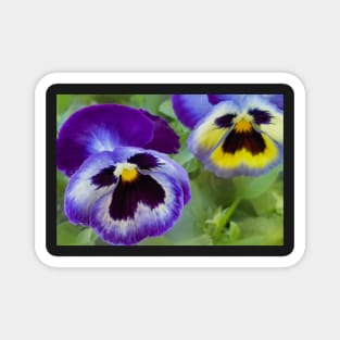 Blue Pansies Magnet