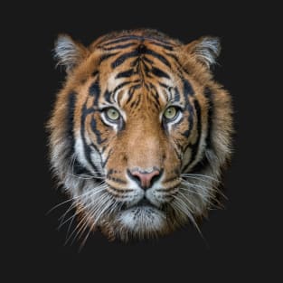 A Bengal Tiger cat wildlife T-Shirt