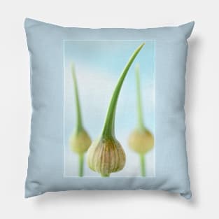 Allium ampeloprasum  'Elephant'  Elephant garlic  Flower buds Pillow