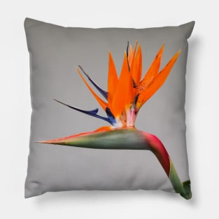 Bird of Paradise Pillow