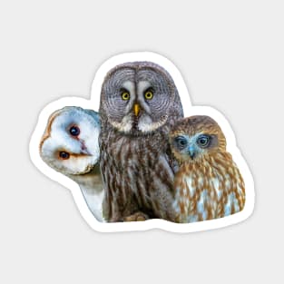 3 Wise Owls Magnet