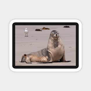 Sealions 6 Magnet