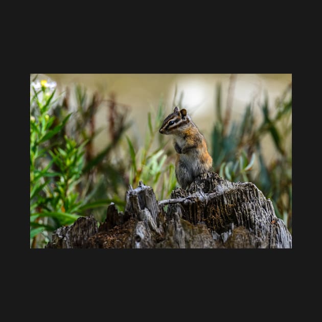 Chipmunk on its Favorite Stump by Debra Martz