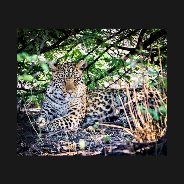 Female Leopard Shelters From Sun by GrahamPrentice