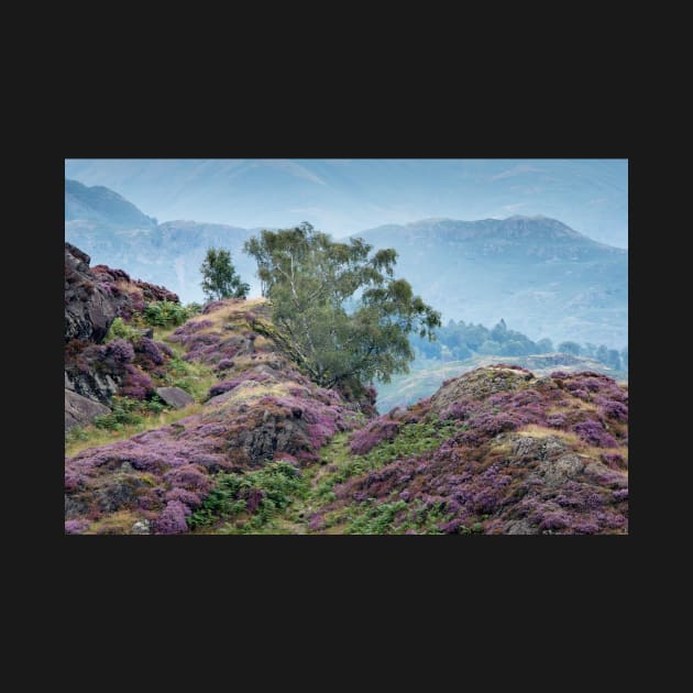 Holme Fell Heather by jldunbar