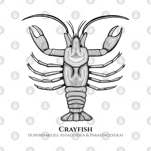 Crayfish with Common and Latin Names - detailed animal design by Green Paladin