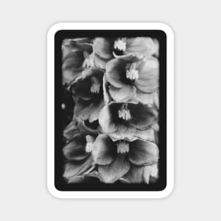 Vintage flowers on a black and white film Magnet