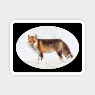 Gift idea Fox in winter. Photo Magnet