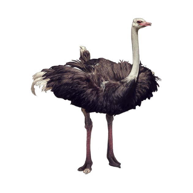 Ostrich by Atarial