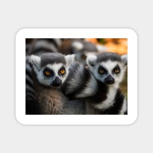 Group of ring-tailed lemur monkeys Magnet