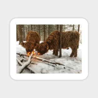 Scottish Highland Cattle Calves 1875 Magnet