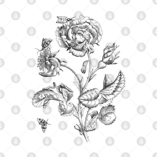 Rose Flower & Insects Antique Illustration by Biophilia