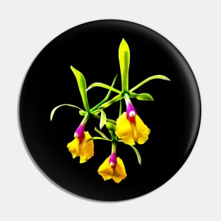 Orchid - Epicattleya Rene Marques Flame Thrower Pin