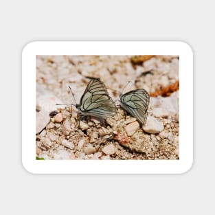 Aporia Crataegi Butterflies Magnet