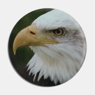 Bald Eagle (Cool) Pin