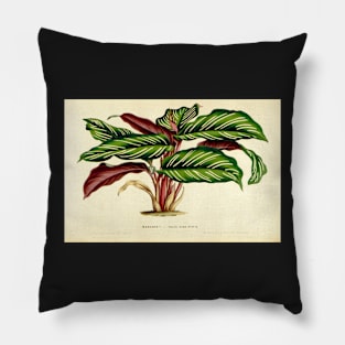 Calathea ornata - Botanical illustration Pillow