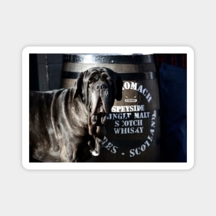 Whiskey dog / Swiss Artwork Photography Magnet