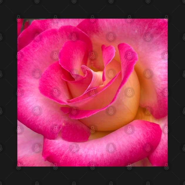 Love as a Pink Rose by Photomersion