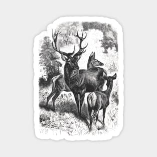 Deer Family Wildlife Illustration Magnet