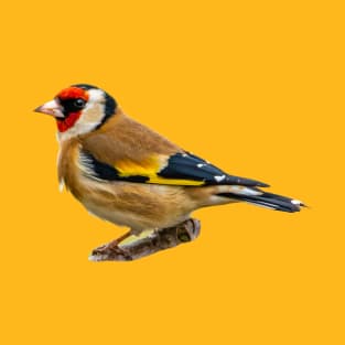 Very Smart Goldfinch T-Shirt