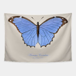 Butterfly - Menelaus Blue Morpho, Morpho Menelaus Coeruleus or Arcuatus Coeruleus Tapestry